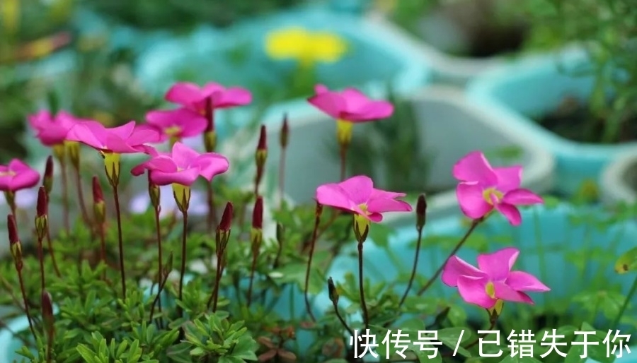 桃之辉|温度越低，颜色越深，可与桃花相较的光叶酢浆草你见过吗？