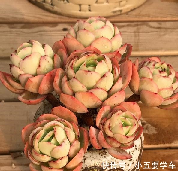 碧桃今年和去年对比,差别可不是一般大,希望一年比一年美!