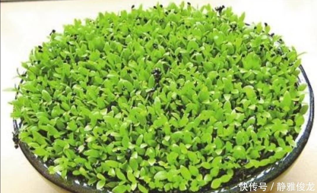 小苗|吃完2种水果,种子别扔,种到花盆里,长出美丽小盆栽