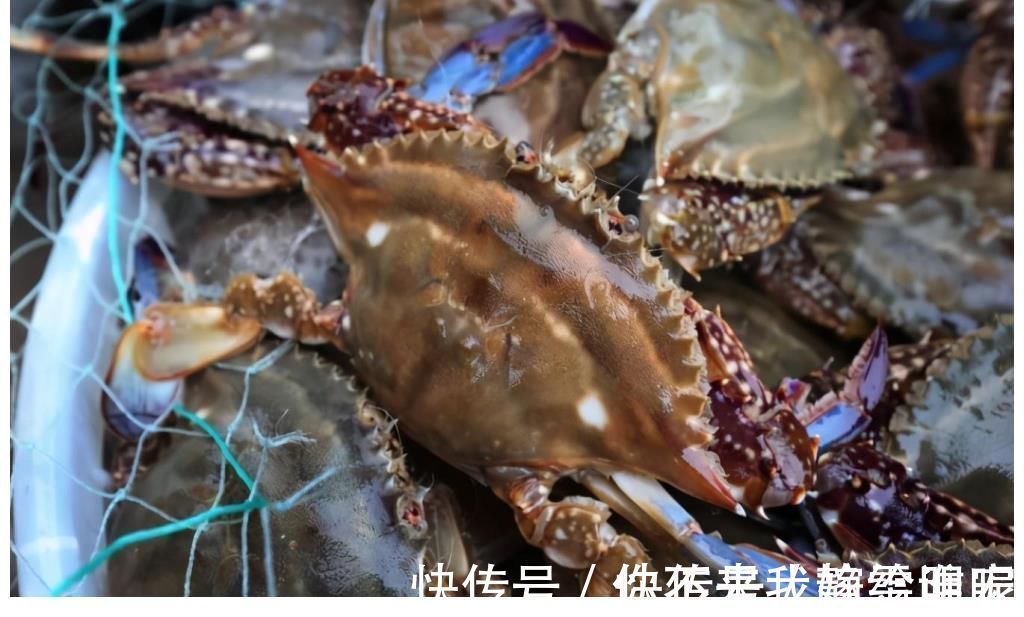 被丑耽误的4种海鲜,实则是“天下奇鲜”,全吃过才是真正海边人