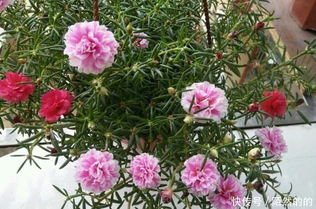 阳台养上6种花,再不担心没花赏,开花一茬接一茬,花朵鲜艳!