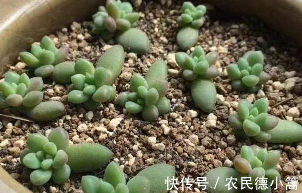 叶插|多肉扦插这样操作成活率高,很快就能长出根