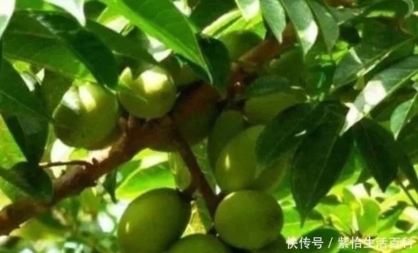 农民|农民一种野果子,味道难吃,殊不知价值珍贵,卖到26元一斤