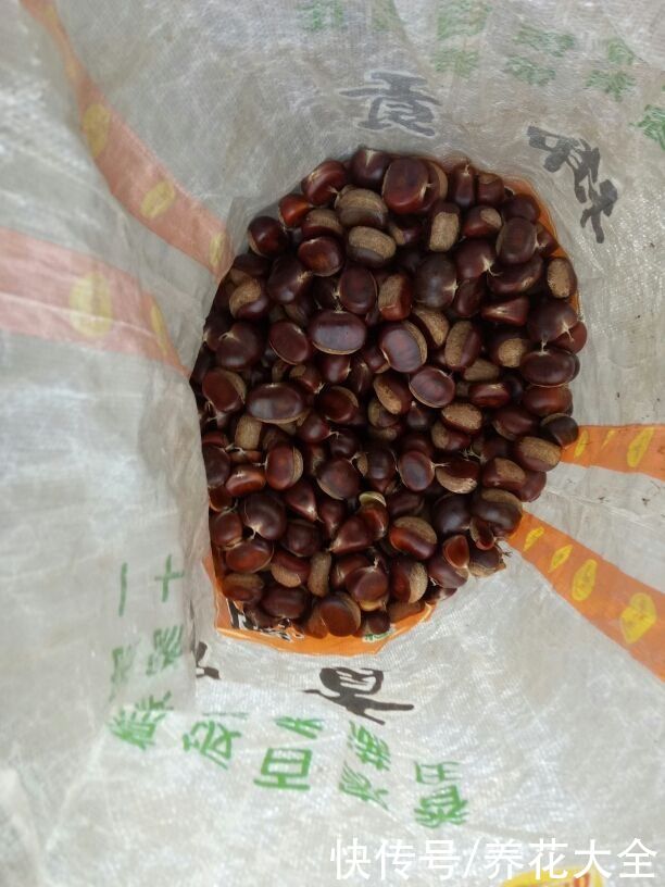  绒毛|挑选板栗要记住4要点，才能选到香甜好栗子，有虫眼的不能要