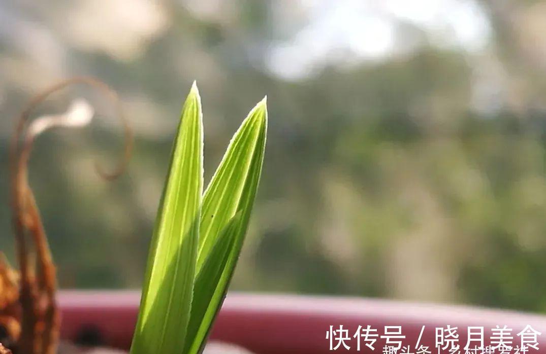 兰花小芽,如何快速养壮呢?兰友:明白了,怪不得养一年也长不大