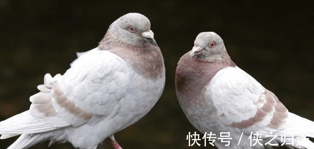 徐悲鸿!齐白石把鸽子画成了鸡,徐悲鸿见状,赶紧补画一根竹子!