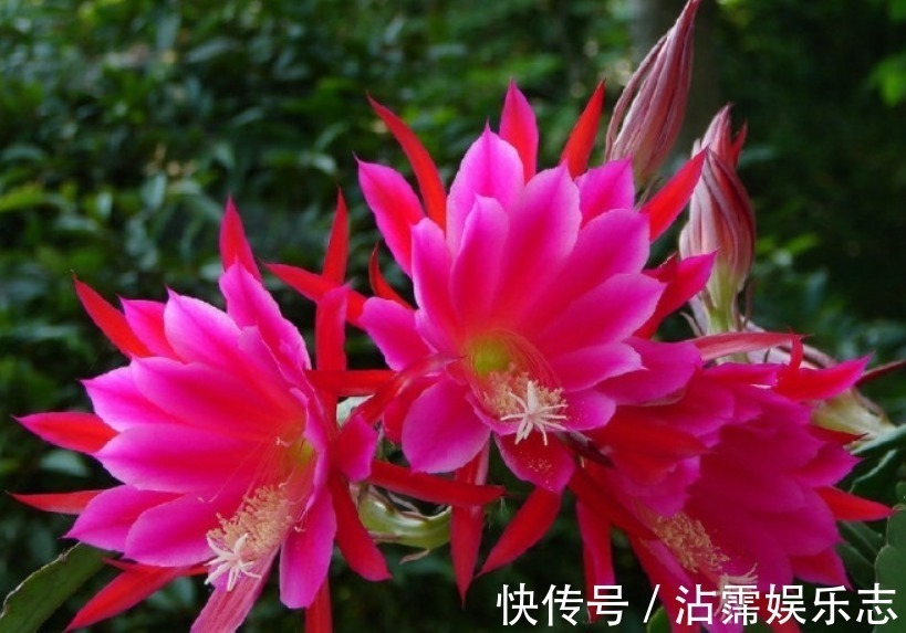 仙人掌嫁接“一种花”,比扦插月季更简单,比嫁接蟹爪兰更好看