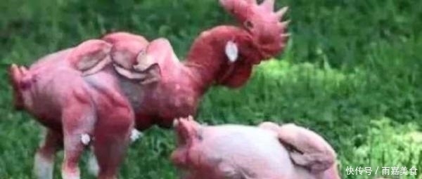 有人|肯德基那么多鸡翅和鸡腿来自哪里?有人说变异鸡,但事实不是这样