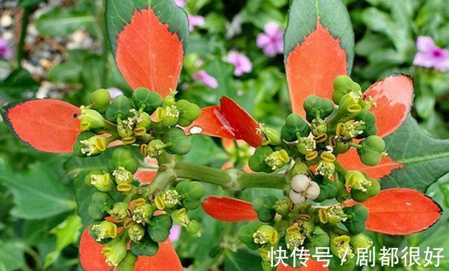 花友|公认好养的“三种花”,掰点枝叶埋到盆内,沿着墙攀成“花瀑布”