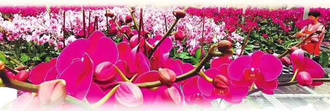 陈更生|坚持精准施策 就地过个祥和年