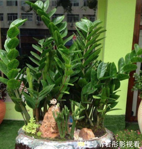 龙骨|富裕家庭都养“3种花”,摆在客厅金玉满堂,懂行人都会养一盆