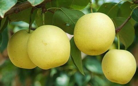 长寿|会吃才长寿,常吃3物,美容养颜,降压减脂、排毒抗衰,更显年轻