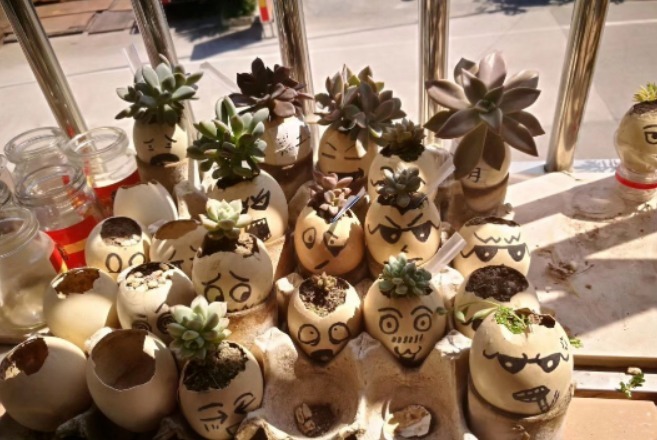 鸡蛋壳是养花神器，掌握住这些用法，完全不需再花钱买肥料了