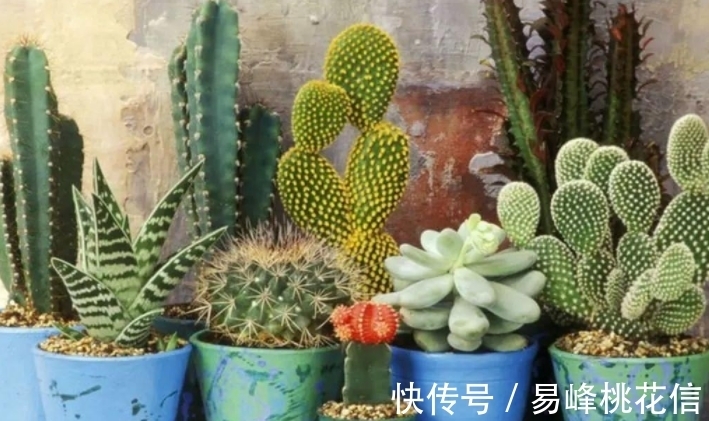 【值得收藏】集合常见的养花问题,帮分析病因、解决方法