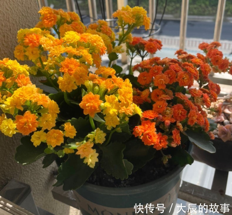 蟹爪兰|这两种花夏季千万不要购买回家,入夏就会休眠,非常难养活