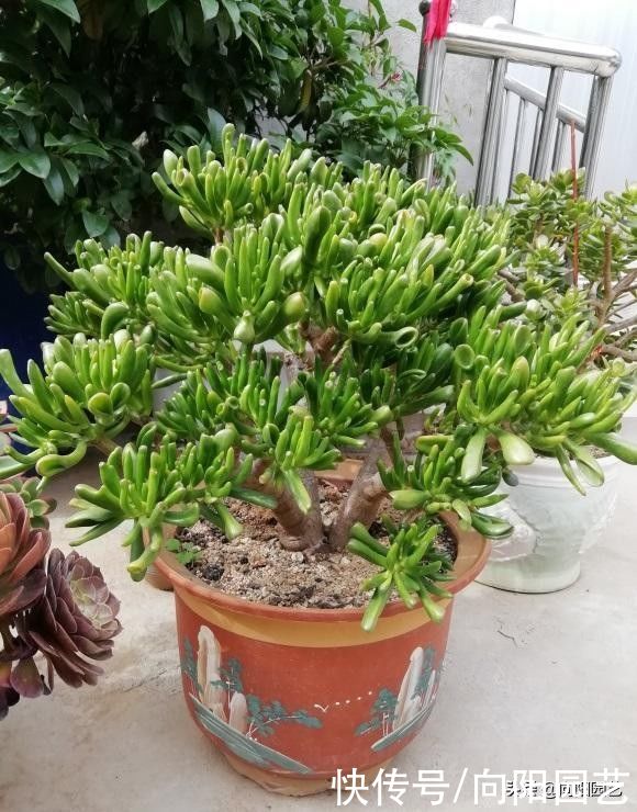 多肉|玉树，吸财树，两种多肉，你喜欢哪种？玉树最好，长得最快
