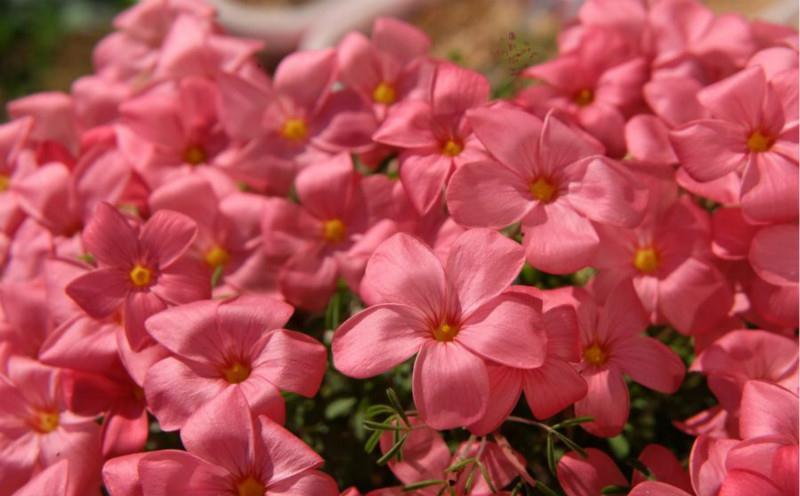 种球呆球不发芽,这样憋一憋,1星期就发芽