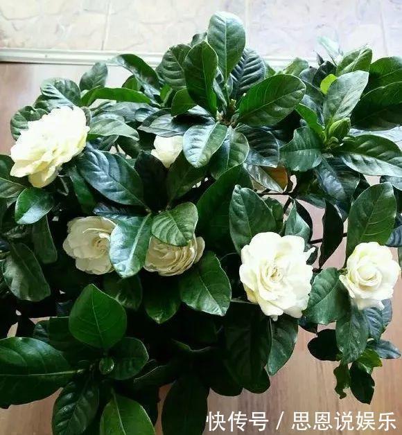 天热了,1壶水2片药,制成“药水”浇花,盆栽叶子绿、开花多