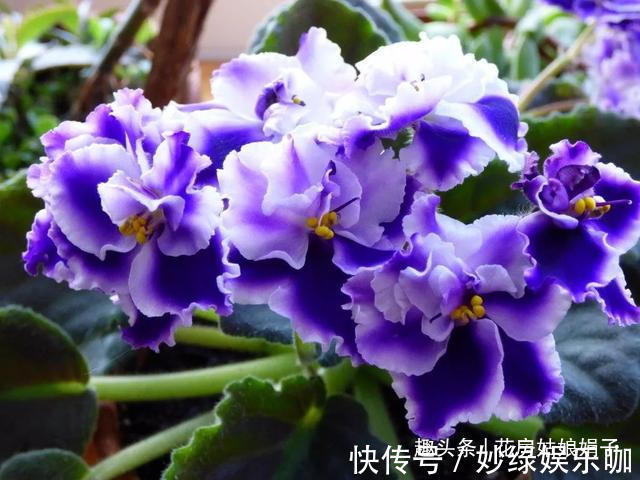 三角梅|适合秋天养的7种花,好养易活,只要环境合适,爱开花,花期长