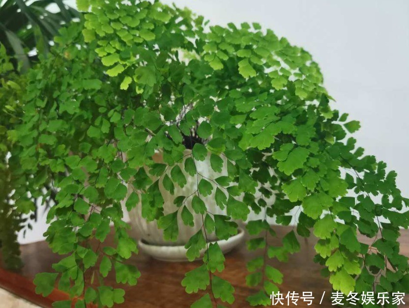 橡皮树|好花都是浇死的,10种常见花,浇水别太勤快!