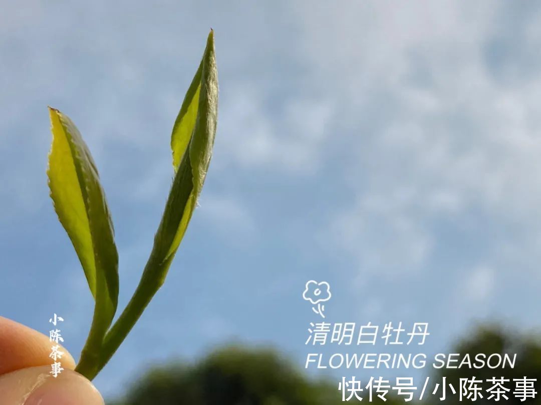 茸毛#白茶的冲泡，从白毫银针、白牡丹，到寿眉，都需要用低温水吗？