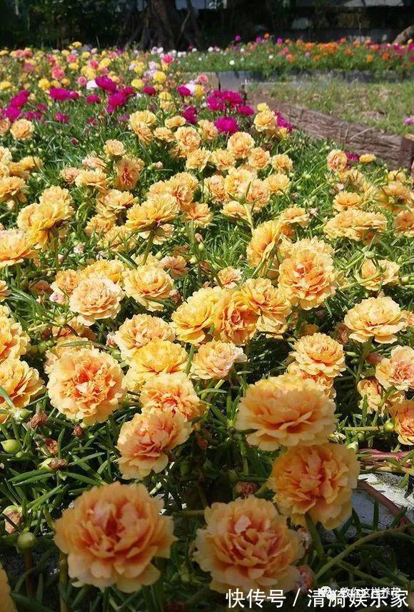 养护|夏天养上3种清凉花,越热越疯狂,看着就清爽!