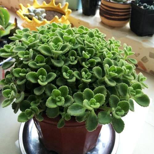 5种花卉，叶子臭味大，开花美醉了，炒菜太好吃了