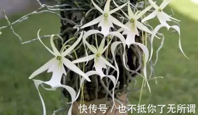 龟甲牡丹|世界上最名贵的花,一盆就是一座房子!