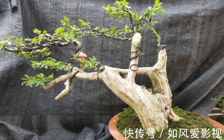 花友们|制成盆景的瓜子黄杨,搁家里能显主人品味、身份,该怎么养护?