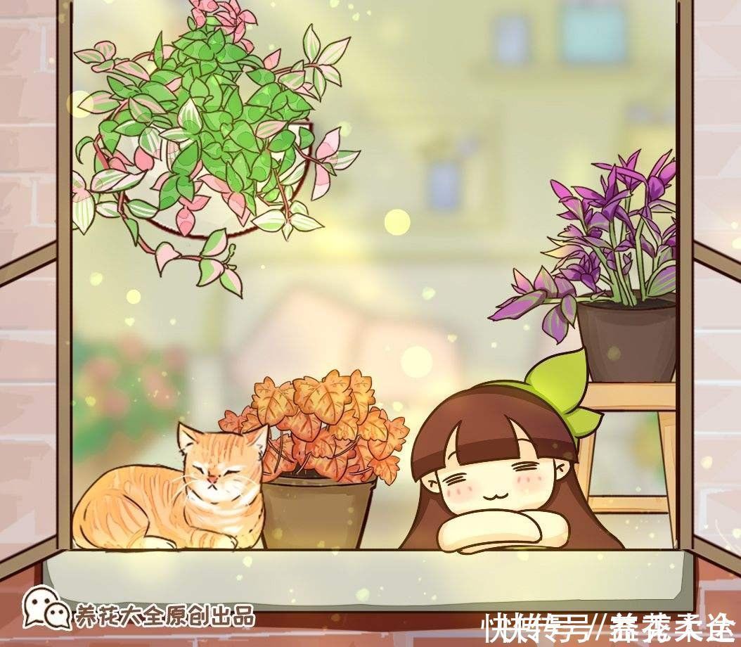 零下|矾根的叶子比花还美,好看又抗冻,零下十几度照样色彩斑斓