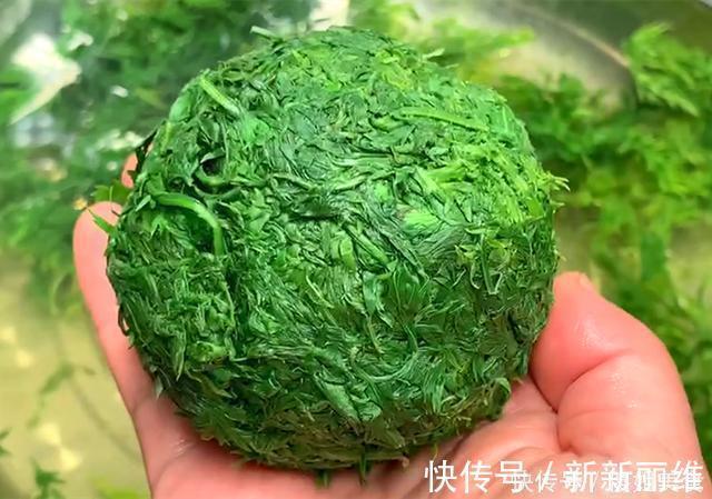 胡萝卜缨|夏天，用它包饺子，又香又嫩，不花1分钱，比韭菜茴香都好吃