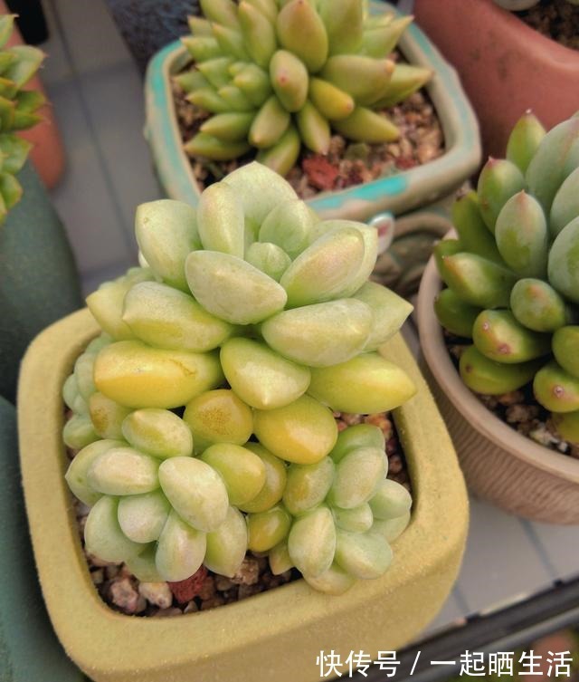 入秋后多肉如何变美,看看对比照来学习养护经验!