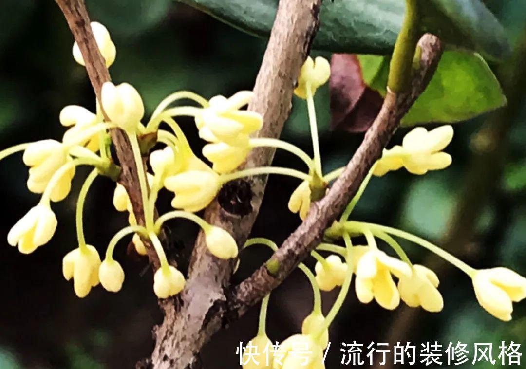 黄叶|养花“黑名单”实在太难养，心累