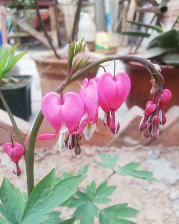 树荫下养点花,这4种花都耐阴,开花也超美