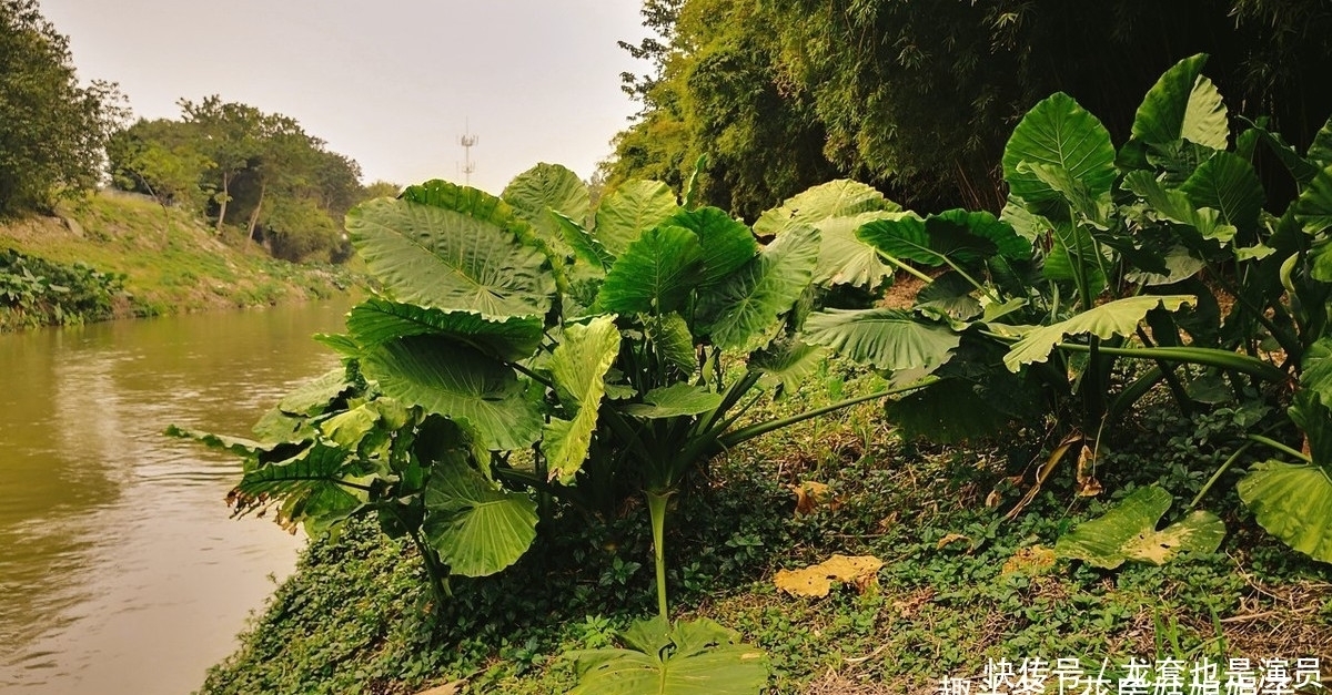 学会了这些养护上的事，养了20年的滴水观音，终于开花结果了