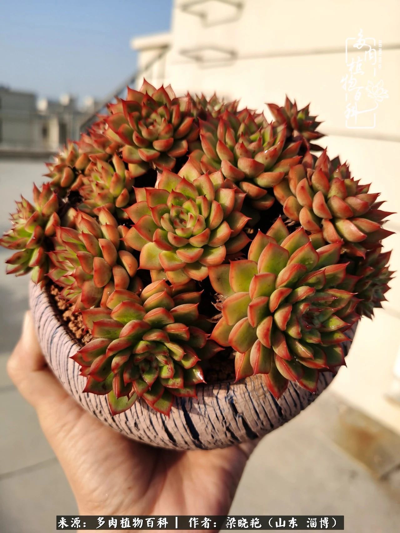 多肉植物|暑往秋来，夏天成了故事，迎来多肉最美的季节！
