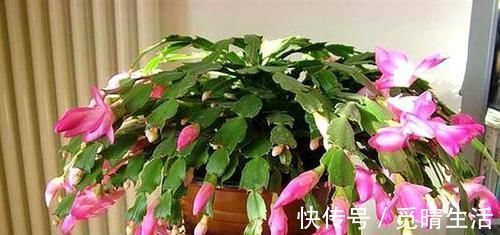 花苞|秋冬养蟹爪兰，牢记2个要点，花开满枝头，一茬接一茬！