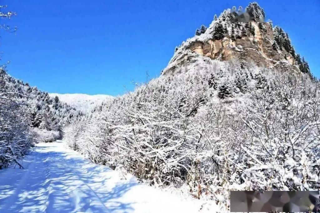 酣畅|鸣岩松雪，静赏傲雪枝头之美，动享冰雪酣畅之旅