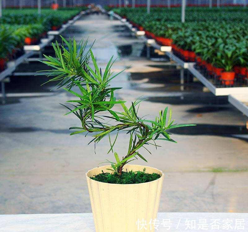 腐殖质|养花试试这款，高速发育的春秋阶段，是需要偶尔追加液体肥