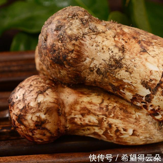 丛林|在香格里拉神秘丛林里,松茸才是大自然孕育出的天然美味