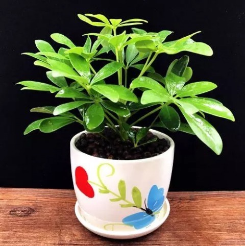 鸭掌木|这4种花，剪个枝插水里，10天就生根，特别好养活！