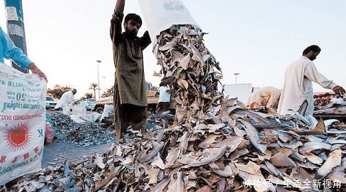 摆地摊|迪拜土豪们逛的菜市场鲨鱼摆地摊，满地都是帝王蟹大龙虾！