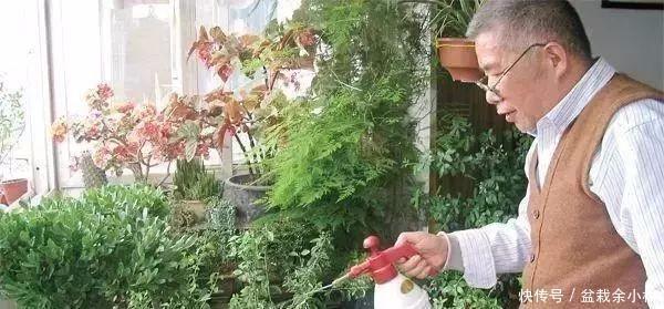 盆里灌点饮料,盆土疏松有营养,10年不用换土花也长得旺