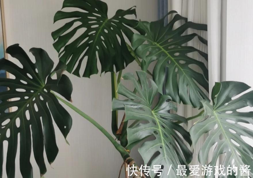 龟背竹的正确养护技巧,做到这几点,叶片油绿又茂密