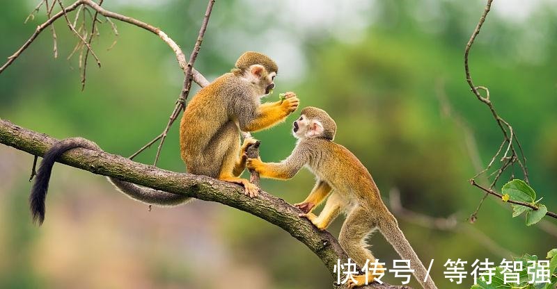 属相猴2021年有“贵人”相助，生活越来越好