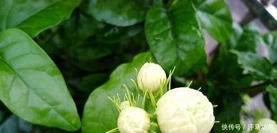 发黄|养茉莉花,莫“偷懒”,稍微不注意,僵苗不生长