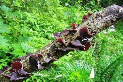 寒湿性|常吃木耳的人,身体不会差,但切忌与此物同吃,很多人傻傻不清楚