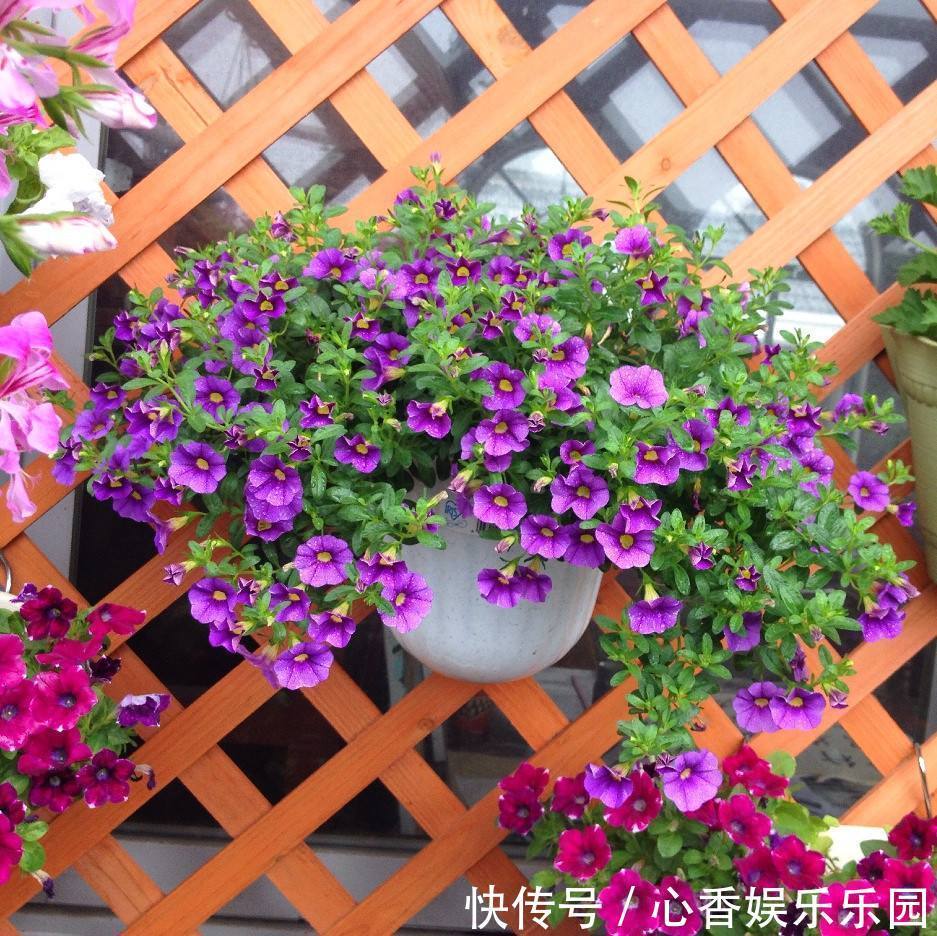 藤本类|五种花挂起来，家里窗帘都省了，天然隔断还有香气