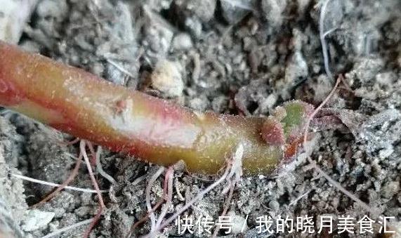 多肉长出气根怎么办,不妨将计就计,为根系打造备胎