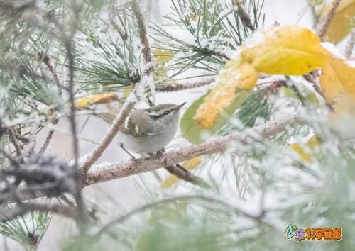  下雪天观鸟可比吃火锅开心！